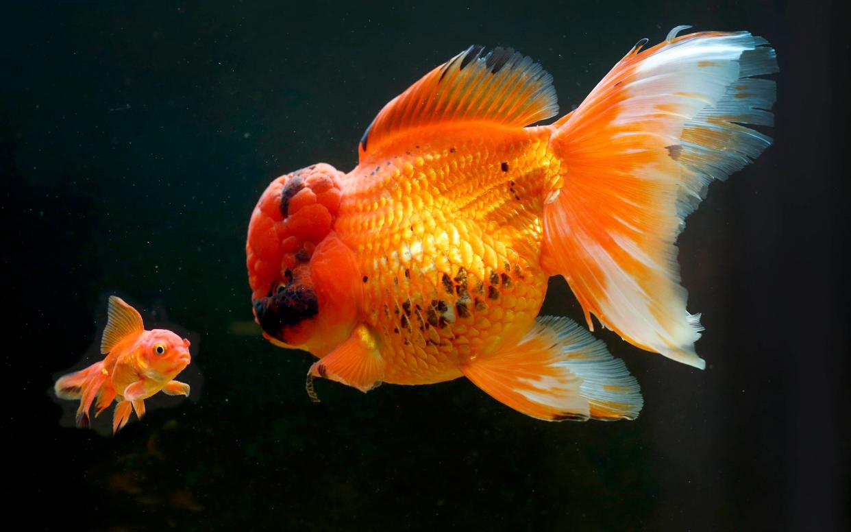 The number of households with a pet fish is down from 17 per cent in 2012, to just 10 per cent in 2017, Mintel data shows -  Fattest goldfish