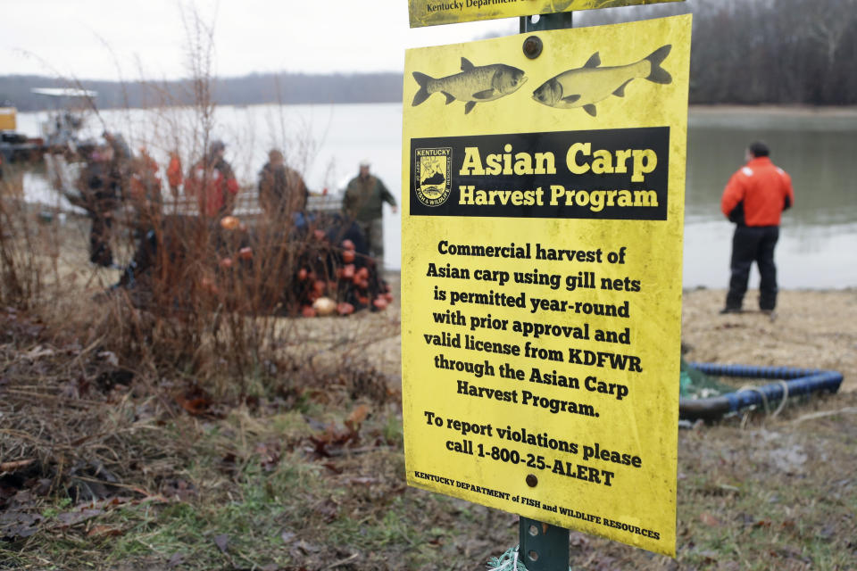 In this Feb. 5, 2020, photo, wildlife officials take part in a roundup of Asian carp in Smith Bay on Kentucky Lake near Golden Pond, Ky. The roundup is part of a 15-year battle to halt the advance of the invasive Asian carp, which threaten to upend aquatic ecosystems, starve out native fish and wipe out endangered mussel and snail populations along the Mississippi River and dozens of tributaries. (AP Photo/Mark Humphrey)