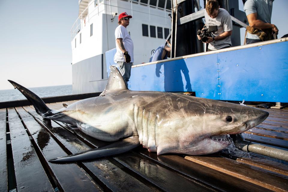 A tagged nine-foot white shark named Anne Bonny surfaced about one mile off Jenness Beach in Rye on Monday, June 26, 2023 according to research organization OCEARCH. This photo shows when the shark was first tagged before being released.