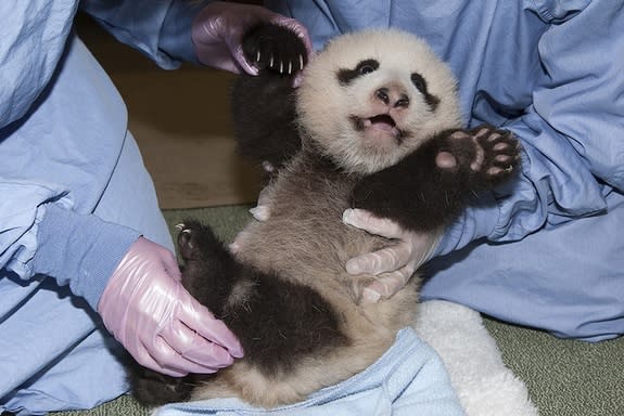 Full-Bellied Panda Cub Pushes Up on Four Legs