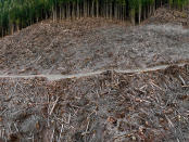 <p>Edward Burtynsky, Clearcut #5, Vancouver<br>Island, British Columbia, Canada 2017,<br>Pigment inkjet print, 58 ½ x 78 inches. Courtesy<br>of the artist and Nicholas Metivier Gallery,<br>Toronto. © Edward Burtynsky, 2017 </p>