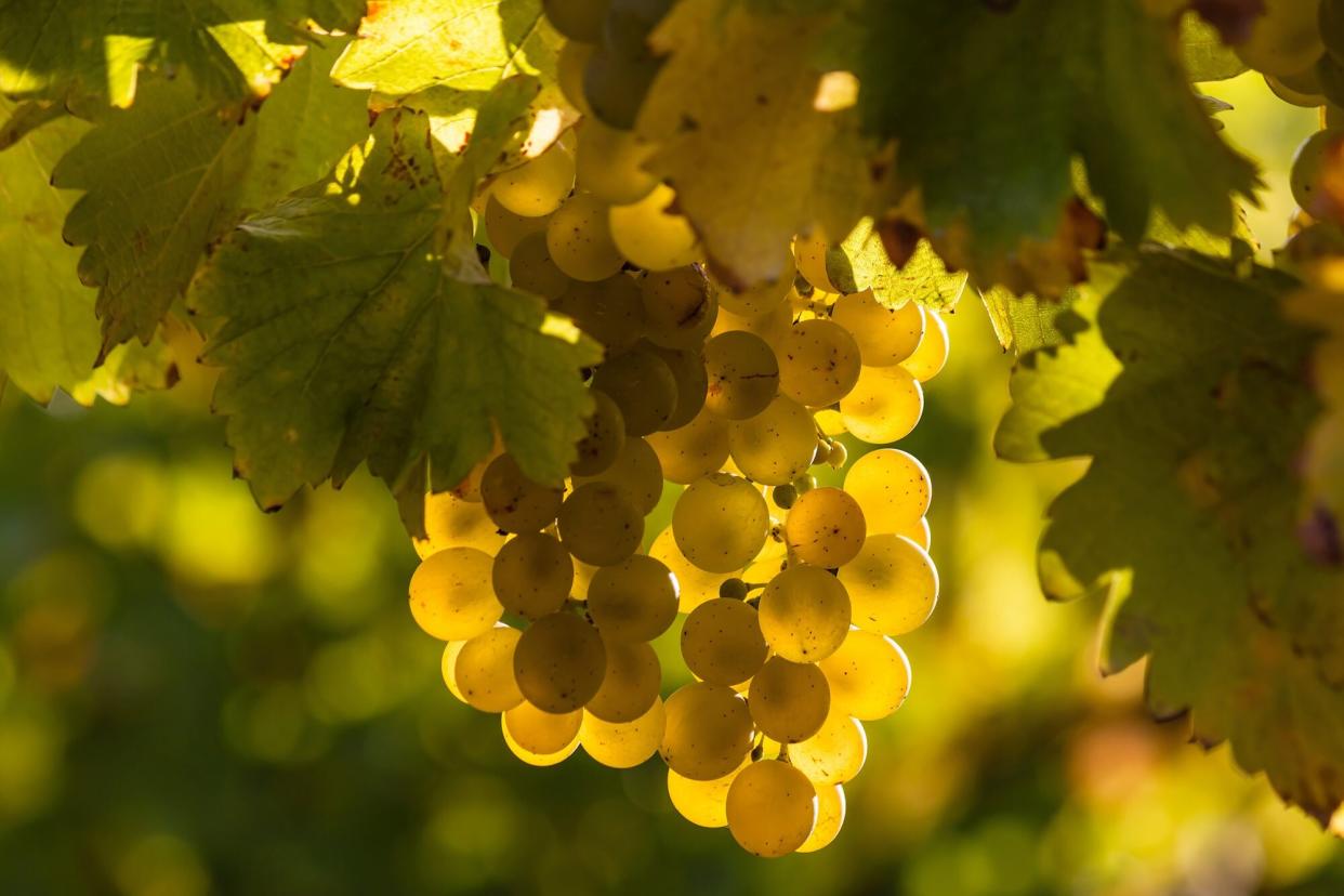 Sauvignon Blanc grapes