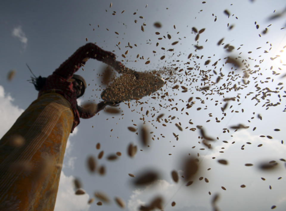 A farmer winnows rice grains in Bhaktapur