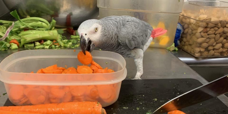 The Santa Barbara Bird Sanctuary is home to about 50 rescue parrots.