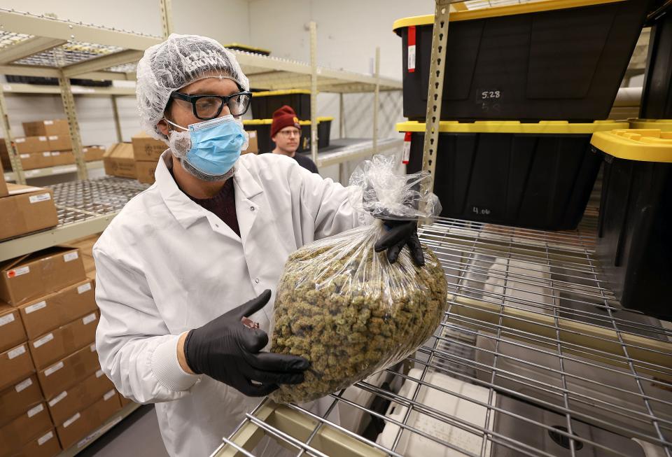 Taylor Constantine, Dragonfly director of research and development and extraction, shows a bag of Blue Dream cannabis buds at the Dragonfly processing plant in South Salt Lake on Friday, March 24, 2023. | Kristin Murphy, Deseret News