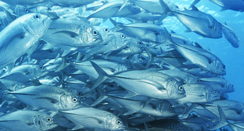 A large school of big-eyed Trevally fish. Source: File/AAP