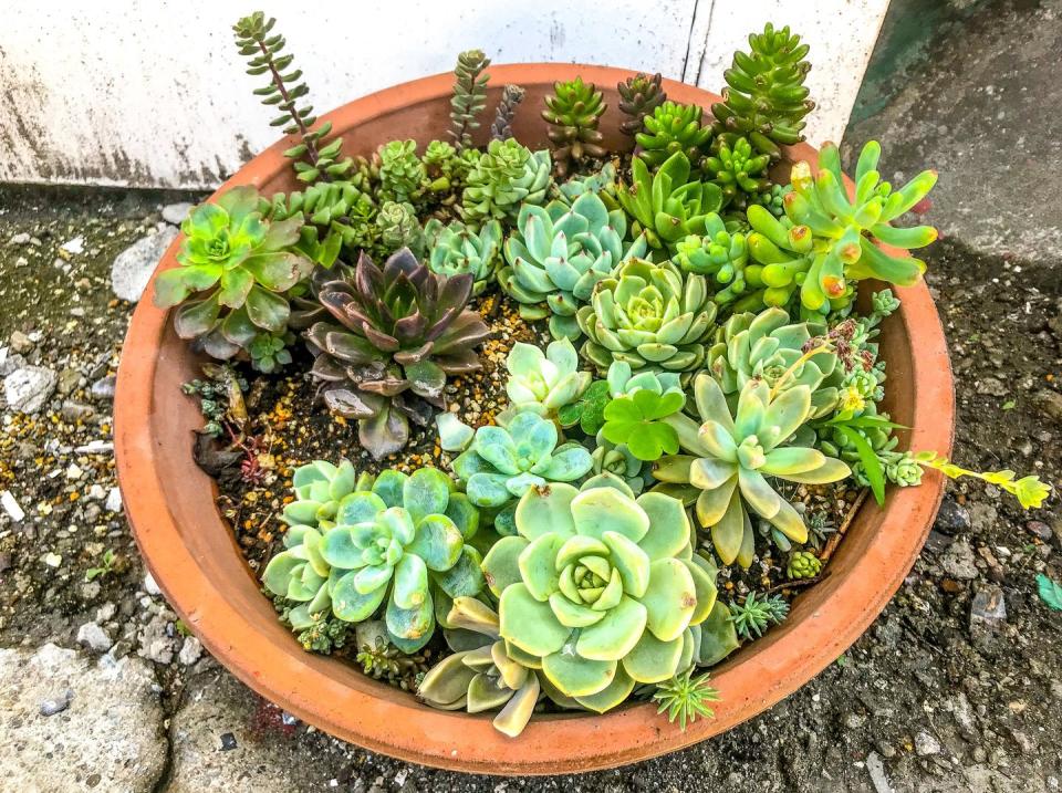 fall flowers for pots containers succulents