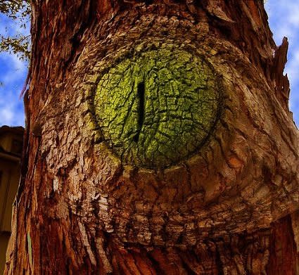 An alligator eye caught on the bark of a tree. (Photo: doyle_saylor/environmentalgraffiti.com)