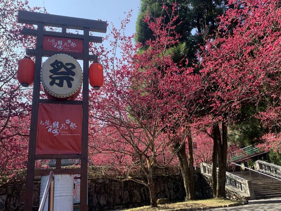 日月潭櫻花季二月初登場，享受櫻花樹下的浪漫。（圖：九族文化村提供）