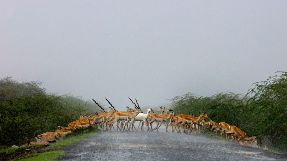 <p>Eine Gruppe Hirschziegenantilopen überquert eine Straße im Blackbuck-Nationalpark bei Velavadar in Indien. Die Biegung der Straße verleiht der ganzen Szene etwas Surreales. Fast wie im Traum wirkt dabei auch ein weiteres Detail. So majestätisch die einheitliche Herde nämlich wirkt, desto offensichtlicher ragt ein Tier aus der Menge heraus. In der Mitte der verregneten Straße geht eine Albino-Dame im edlen weißen Kleid. (Bild: Caters) </p>