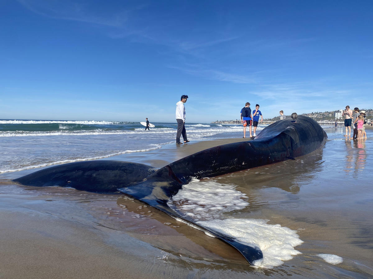 Massive 52-foot fin whale washes up on San Diego beach