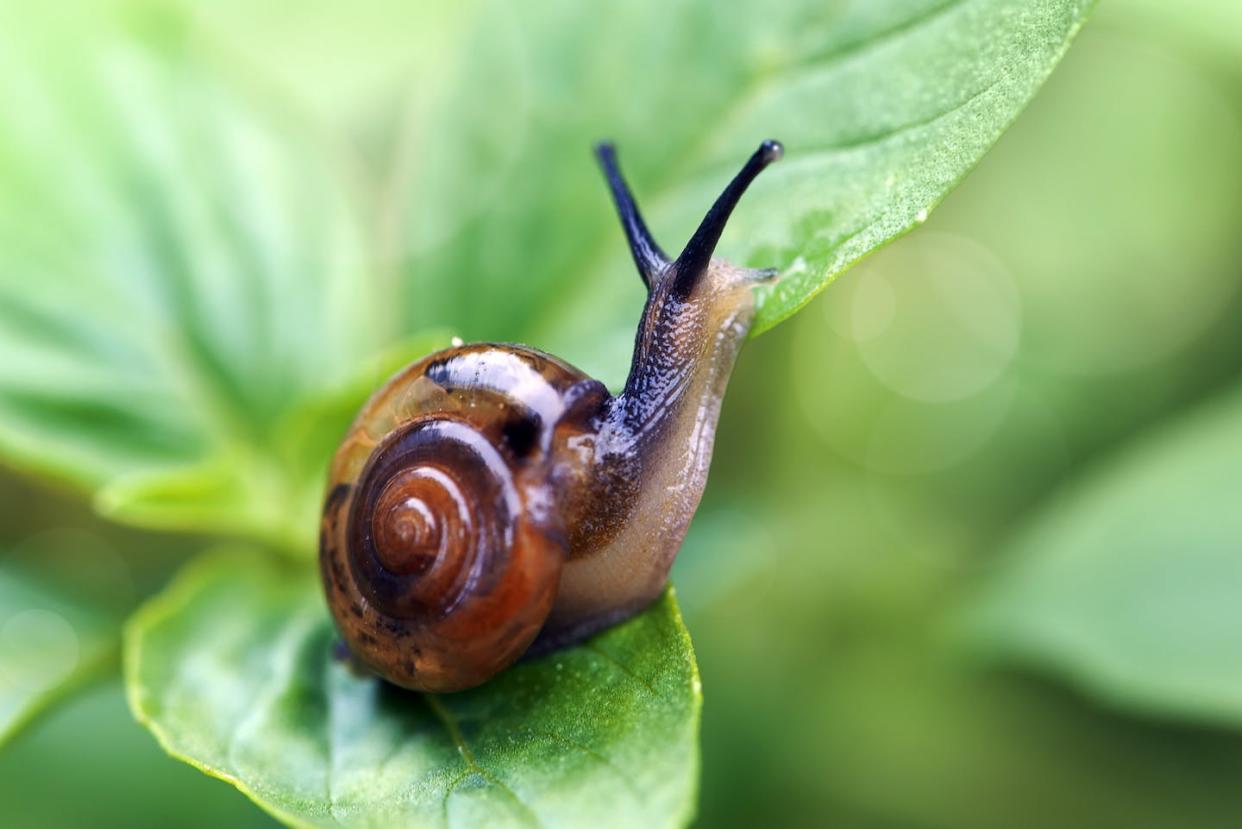 One distinction between a snail and a slug: The snail has a shell. <a href="https://www.gettyimages.com/detail/photo/snail-macro-royalty-free-image/175892619?phrase=snails&adppopup=true" rel="nofollow noopener" target="_blank" data-ylk="slk:maxphotography/Moment via Getty Images;elm:context_link;itc:0;sec:content-canvas" class="link ">maxphotography/Moment via Getty Images</a>