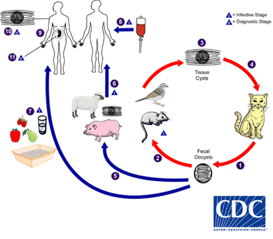 Parasite toxoplasma gondii, a rare and extremely lethal form of Toxoplasma, recently killed at least four sea otters in California.