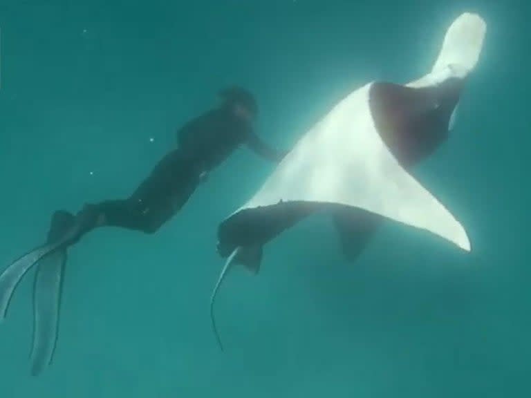 A giant manta ray has been filmed appearing to beg a professional diver for help saving her life.The three-metre-wide sea creature is shown swimming up to snorkelling guide Jake Wilton and flipping over in the water – apparently to show him fish hooks embedded in her right eye.The footage, caught near Ningaloo Reef off Western Australia’s north west coast, seems to show the manta ray then staying perfectly still as Mr Wilton gently removes the potentially deadly spikes.The animal – well known to locals and affectionately nicknamed Freckles – then swims away with a flourish as the diver emerges triumphantly with the hooks.Monty Halls, a British marine biologist aboard the boat at the time, said: “That manta absolutely understood what was going on. Jake went down again and again and she just remained still for him.”The footage was released on Thursday by Ningaloo Marine Interactions, the tour company which Mr Wilton works for.The hero himself suggested it was all in a day’s work.“I’m often guiding snorkellers in the area and it’s as if she recognised me and was trusting me to help her,” he said.“She got closer and closer and then started unfurling to present the eye to me. I knew we had to get the hooks out or she would have been in big trouble. I went for a few dives down to see how she’d react to me being close to her.”When the animal stayed calm, he approached and took out the hooks."The manta stayed completely still in the water,” he said.“It’s pretty incredible behaviour if this is what happened,” said David Boyle, lecturer in marine biology at the University of Plymouth. “It’s not uncommon for animals – generally mammals – to interact with divers but for one in distress to seek out assistance would be novel indeed.”Manta rays are believed to be some of the most intelligent creatures in the ocean. Unlike stingrays, they don’t have an external spike and are generally harmless to humans.Experts believe the injured eye would have become infected, leading to blindness and possible death.