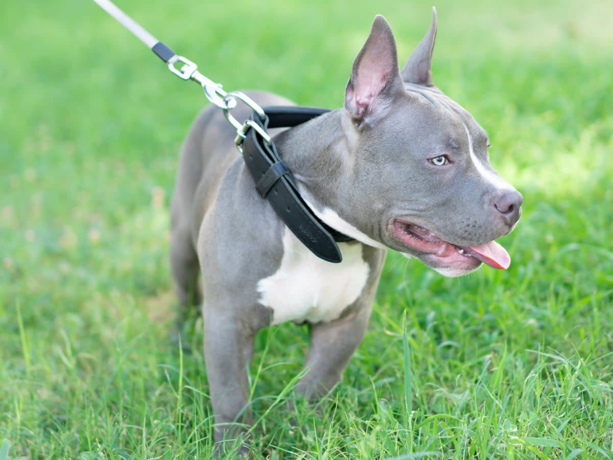 Stock image of an American pocket bully dog  (Getty Images)