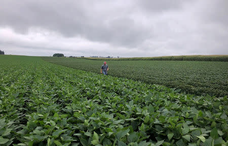 Soybean fields are inspected as part of University of Wisconsin research trial into whether the weed killer dicamba drifted away from where it was sprayed in Arlington, Wisconsin, U.S., August 2, 2018. REUTERS/Tom Polansek