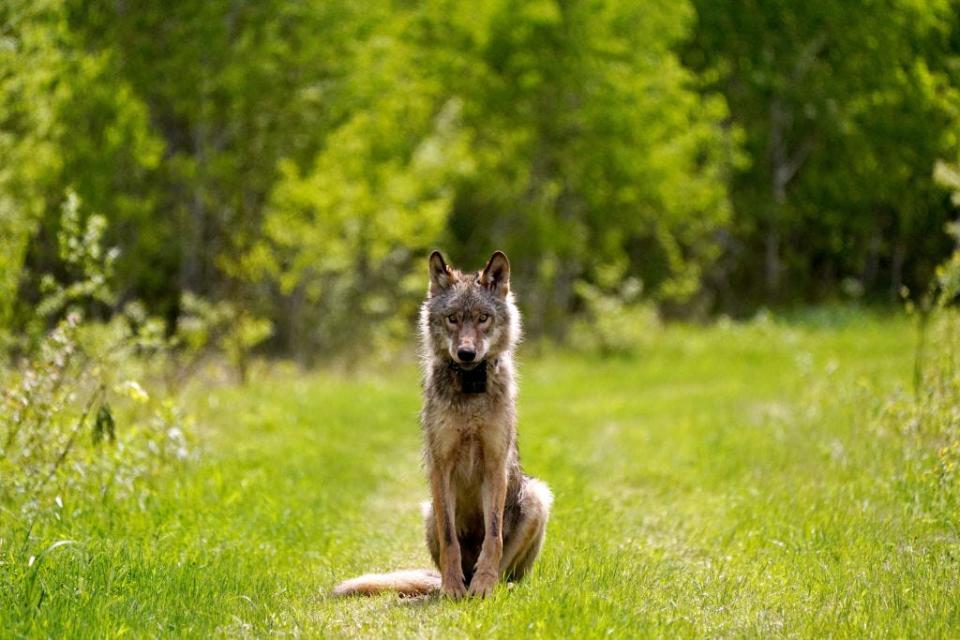 A wolf staring at the camera.
