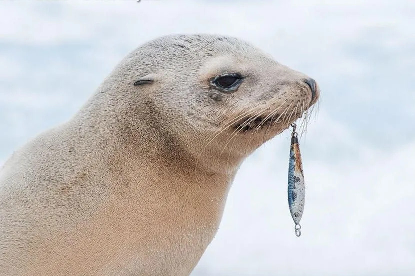 Un león marino de California con un señuelo enganchado en la boca.