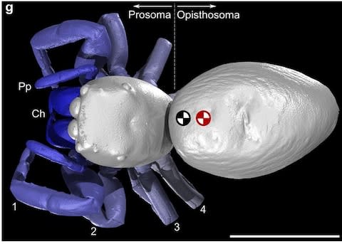 The spider's body was mapped using state-of-the-art scanners  - Credit: University of Manchester 