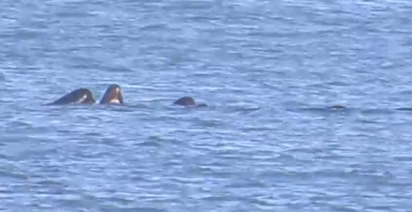 Pod of 28 long-finned pilot whales spotted in Norfolk