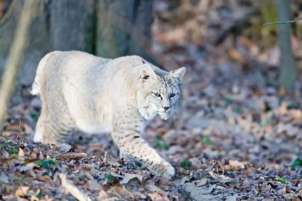 Bobcats are common throughout Missouri and are starting to move toward urban areas.