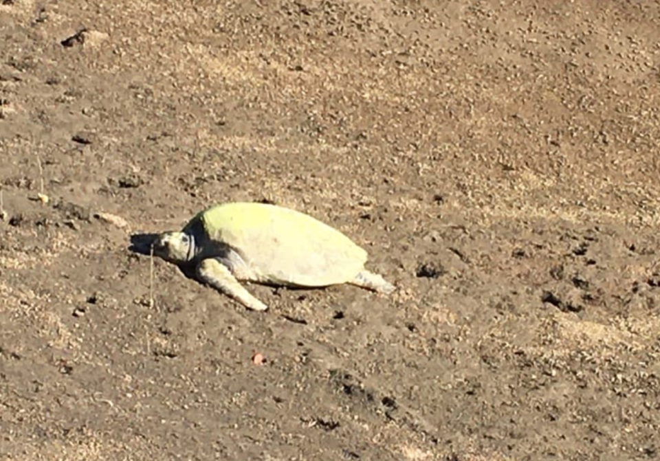 Photo shows turtle laying on a dried Queensland canal bank.