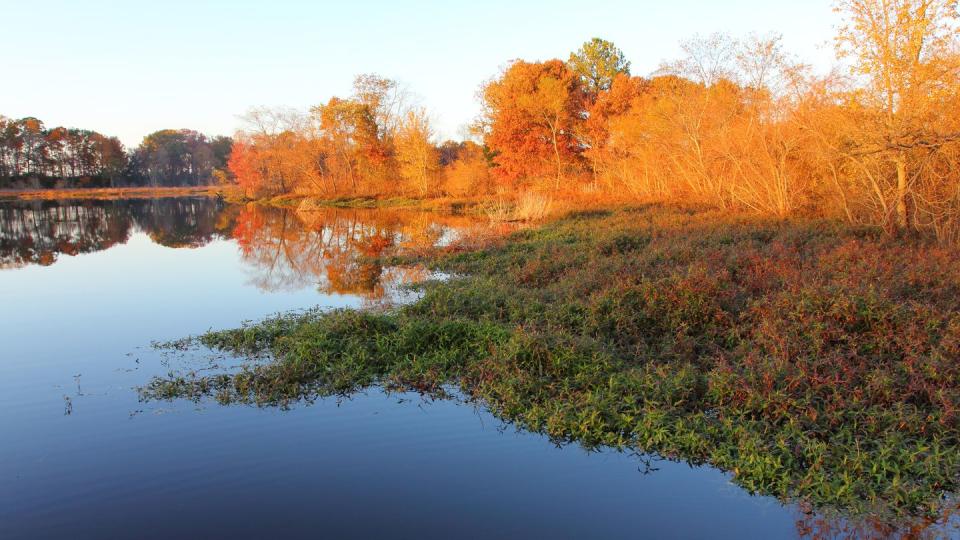 best places to see fall foliage maryland