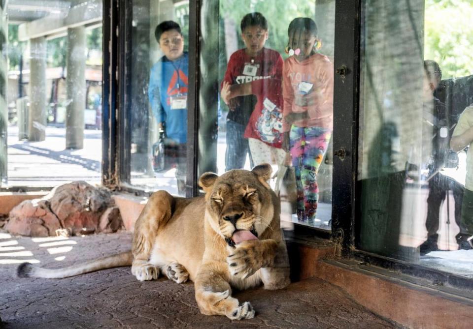 Students from Nicholas Elementary School in south Sacramento observe lioness Cleo licking her paw as they attend a field trip to the Sacramento Zoo on Wednesday, May 8, 2024. About 1,500 children arrived for self guided tours with their chaperones. Hector Amezcua/hamezcua@sacbee.com