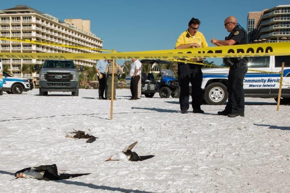 Three dead black skimmers on the beach near JW Marriott on Marco Island, where resort worker Renardo Stewart ran over them with a golf cart, killing five of the protected species,