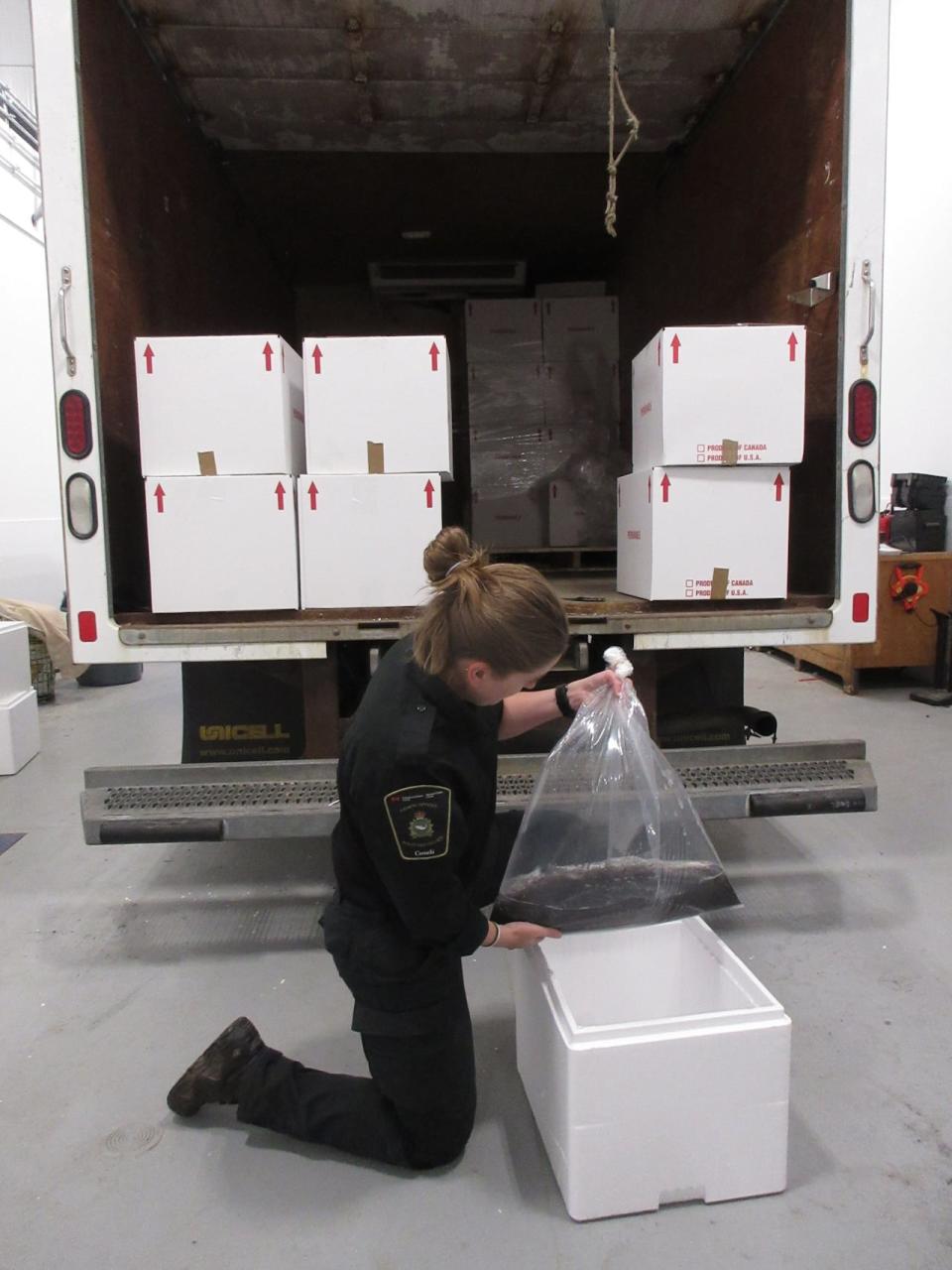 The Department of Fisheries and Oceans posted this photograph from an elver seizure on May 31, 2024, at a facility in Dartmouth, N.S.