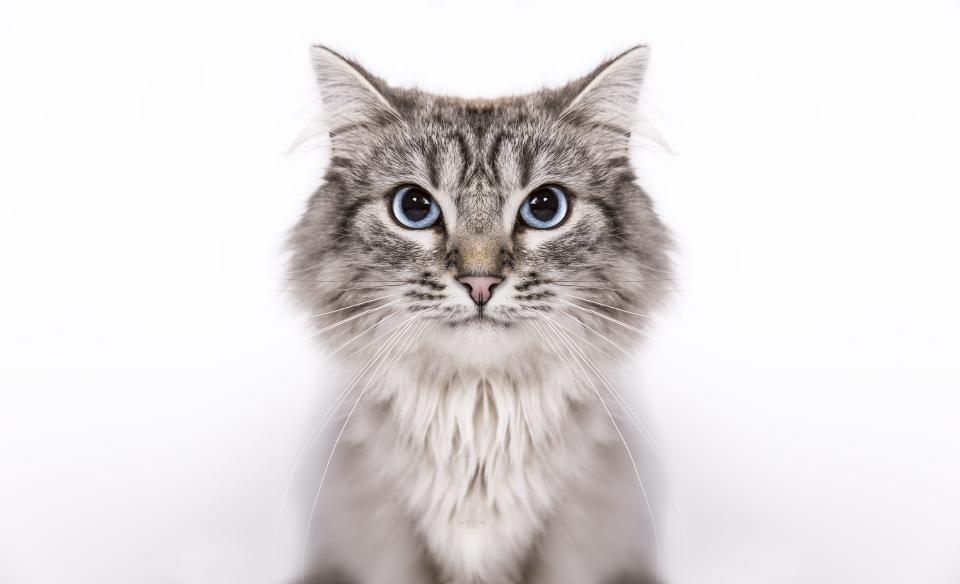 The Friendliest Cat Breeds That Make Great Pets