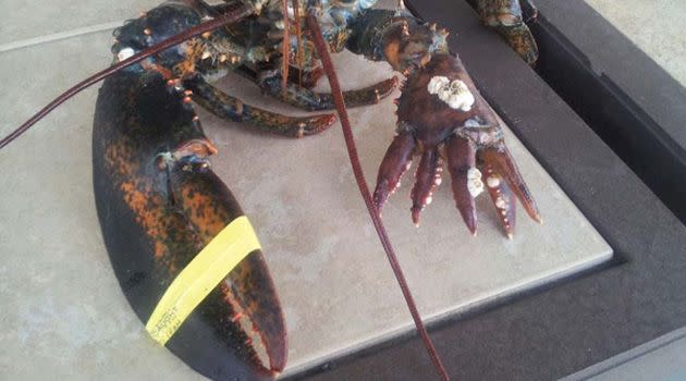 Lola's claws side by side. Photo: Maine State Aquarium