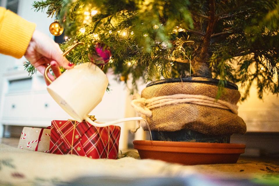 Person uses a small watering can to water a tray under a burlapped Christmas tree indoors.