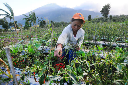 A farmer picks chili peppers on a farm with Mount Merapi volcano in the background after its alert level was increased following a series of minor eruptions in Boyolali, Central Java, Indonesia, May 22, 2018 in this photo taken by Antara Foto. Antara Foto/Aloysius Jarot Nugroho/via REUTERS