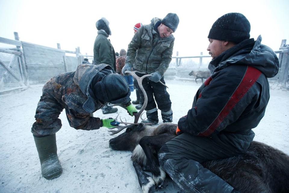 Pastoreo de renos en la remota región ártica de Rusia