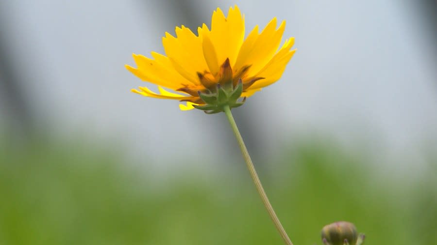 There is a wide variety of plants being grown inside the City of Colorado Springs greenhouses ranging from native plants to vegetables to flowers.