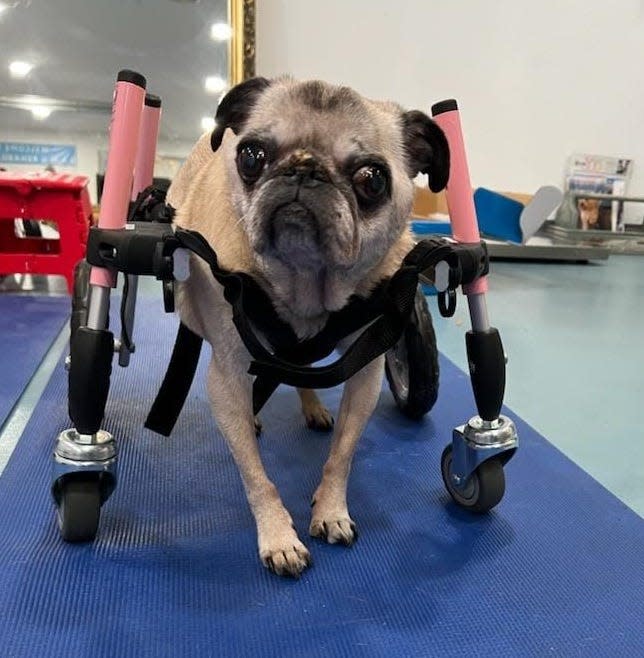 “Princess Fiona” the pug uses a wheelchair to walk for the first time in months. Animal physical therapist Diley Greiser has worked with the pug through her D.A.W.G. Rehab business.