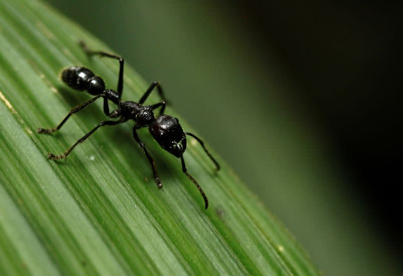 FILE PHOTO: Bullet ant walks on leaf at the Braullio Carrillo National Park
