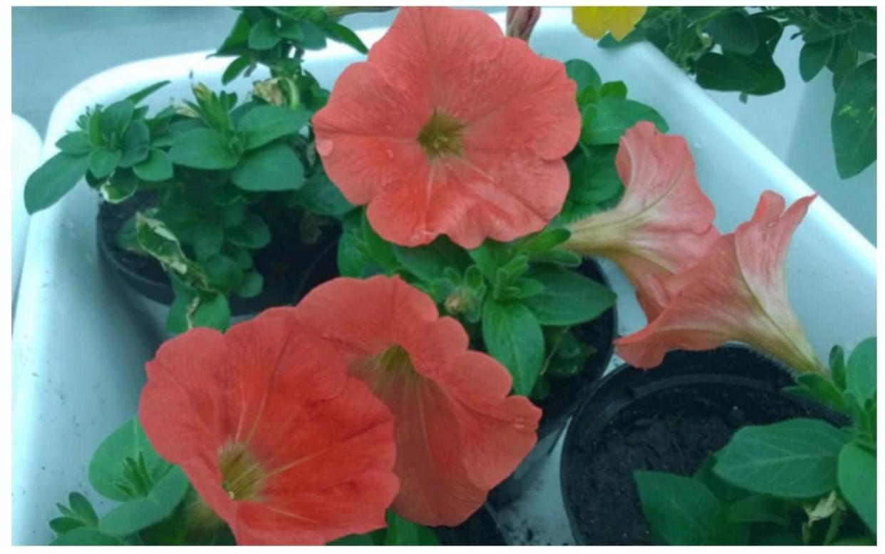 Few people knew the truth about orange petunias  - Evira