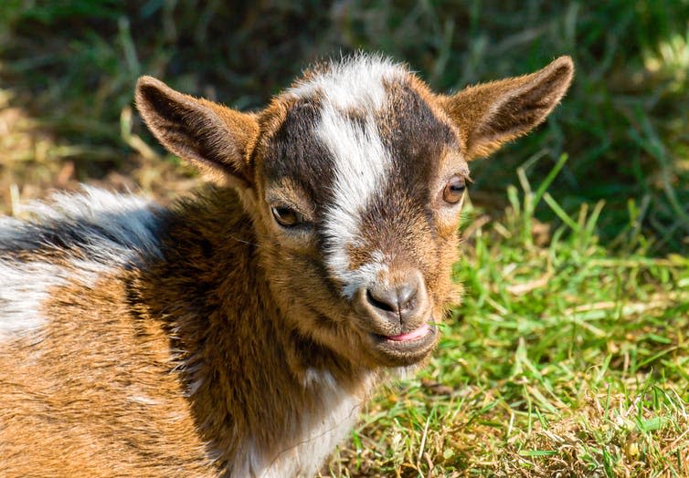 <span class="caption">What’s she really thinking?</span> <span class="attribution"><span class="source">Shutterstock</span></span>