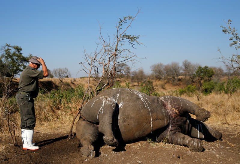 A ranger gestures before performing a post mortem on a rhino after it was killed for its horn by poachers in South Africa's Kruger National Park, August 27, 2014.   REUTERS/Siphiwe Sibeko/File Photo