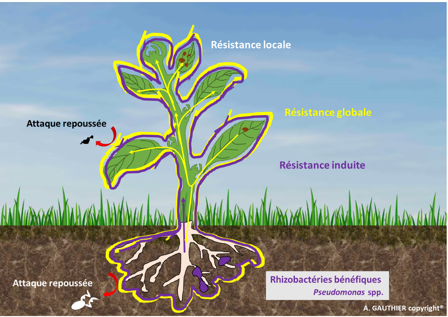<span class="caption">La résistance se décline en trois axes : locale, globale et induite (microorganismes non pathogènes colonisant les racines).</span> <span class="attribution"><span class="source">A. Gauthier</span>, <span class="license">Author provided</span></span>