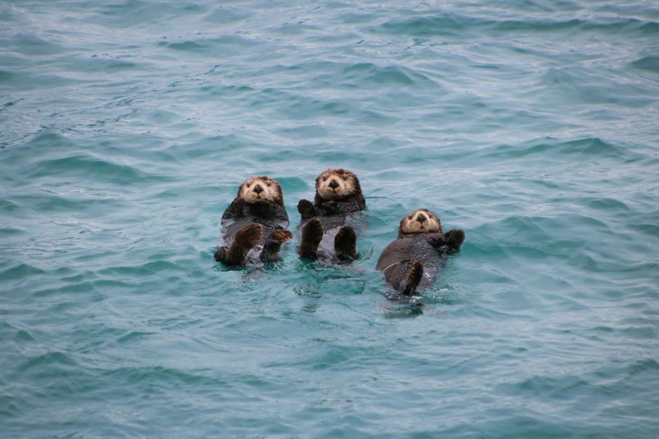 The precious wildlife of Alaska is another significant reason travelers like visiting in June. 
pictured: 
three otters floating in Alaskan waters