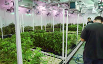 FILE - Caretakers oversee a grow room for medical marijuana at ShowGrow, a medical marijuana dispensary in Los Angeles, April 20, 2017. Marijuana advocates are gearing up for Saturday, April 20, 2024. Known as 4/20, marijuana's high holiday is marked by large crowds gathering in parks, at festivals and on college campuses to smoke together. This year, activists can reflect on how far the movement has come. (AP Photo/Richard Vogel, File)