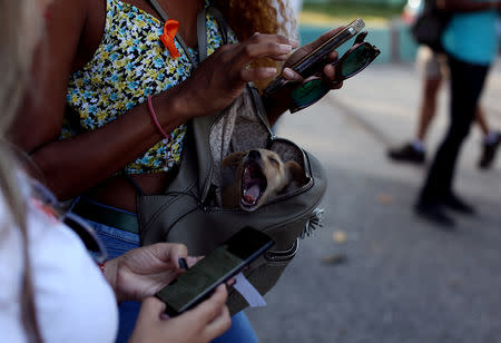 A puppy yawns during a march in defence of animal rights, in Havana, Cuba April 7, 2019. REUTERS/Fernando Medina
