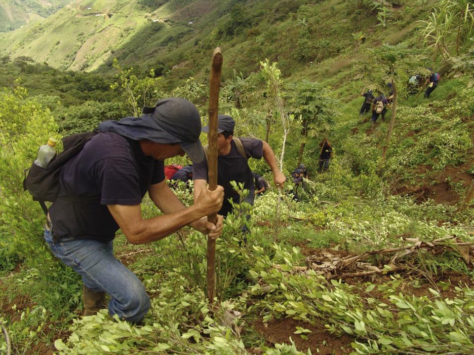 FILE - Farmers uproot coca plants in the Cauca mountains, near the Balboa village, some 245 miles southwest of Bogota, Colombia, Sunday, Nov. 26, 2006. In April 2021, Sandra Liliana Peña Chocué, an Indigenous governor in southwest Colombia, who had fought for the eradication of coca crops in Caldono, Cauca was killed near her home by armed men, making her part of the close to 200 environmental and land defense activists who were killed around the world in 2021. (AP Photo/Julian Lineros, File)