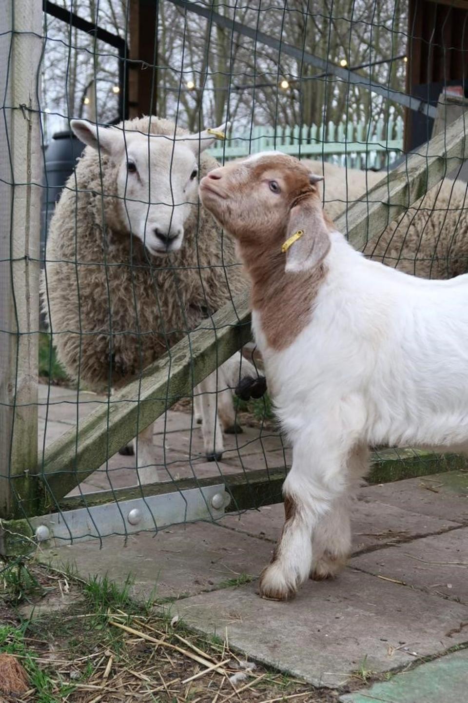 Oasis hopes to assist children through ‘farm therapy’ (Oasis Farm Waterloo)