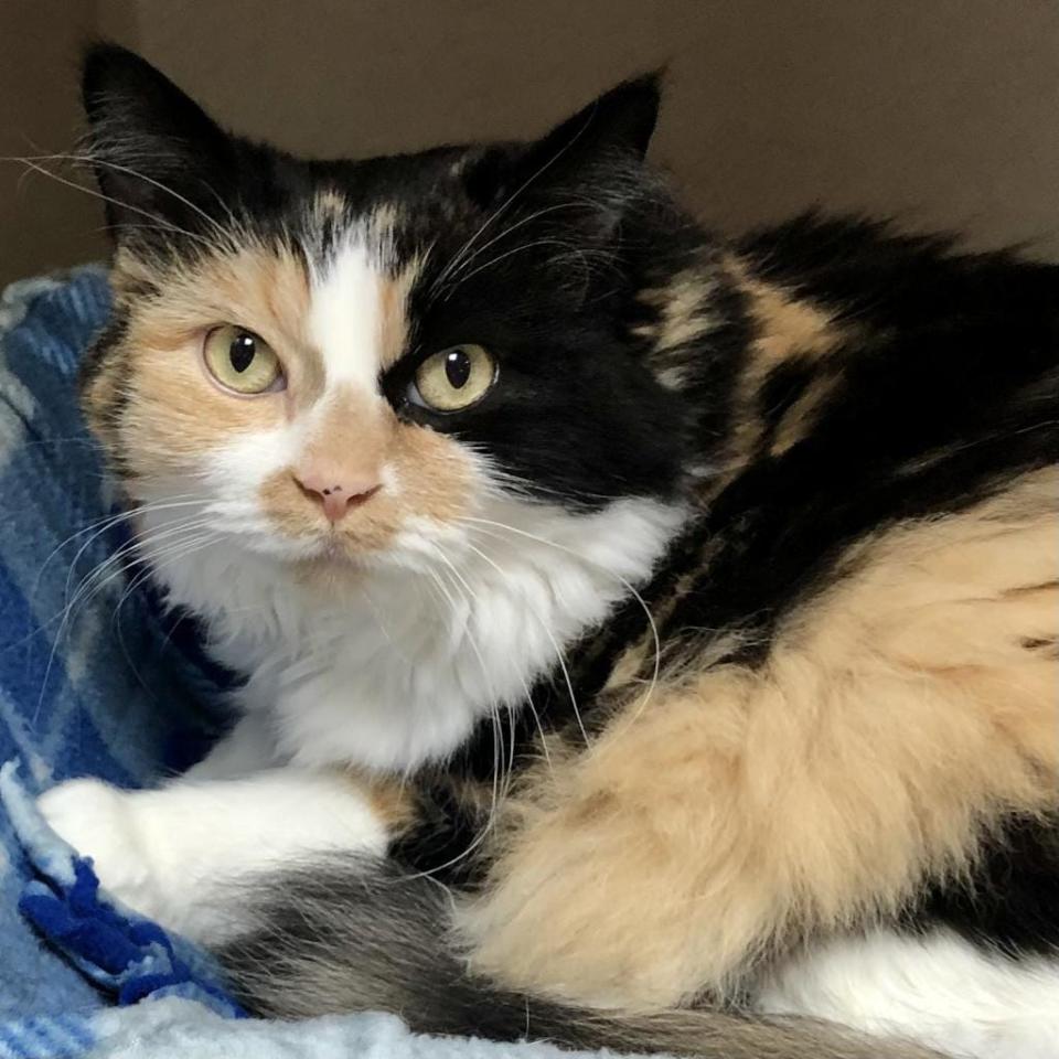 Name: Cali

Gender: Female

Age: 4 years old

Weight: 13 pounds

Species: Cat

Breed: Domestic Longhair – Orange/Black Calico

Orphaned Since: March 2022

Adoption Fee: $50.00

 

Purr-ooo! It’s your girl Cali here and I’m looking for a new home. My furrever home to be exact. I’m a big, beautiful girl who’s pretty mellow. Except when there’s catnip involved. I’m affectionate and like to be petted. And I do have a lot of fur that needs to be petted! Dogs frighten me but I get along well with cats and small children. You’ll find me at the Orlando Cat Café, SPCA Florida’s adoption partner. Make a reservation to meet me at: https://www.orlandocatcafe.com/reservations/.