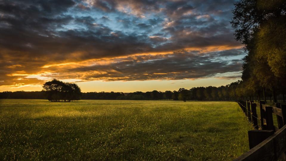 Daybreak over field.