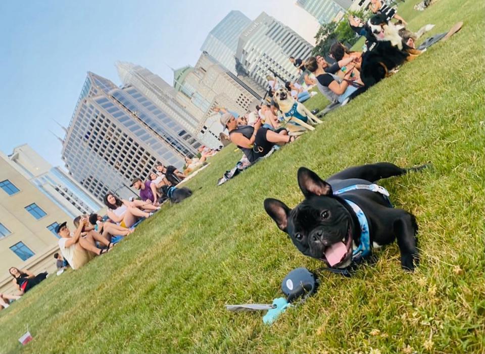 Sir Charles enjoys an evening out at Bark in the Park at the Charlotte Knights.